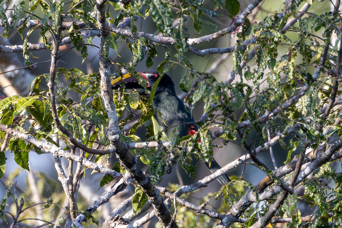 Green Aracari - ML633189173