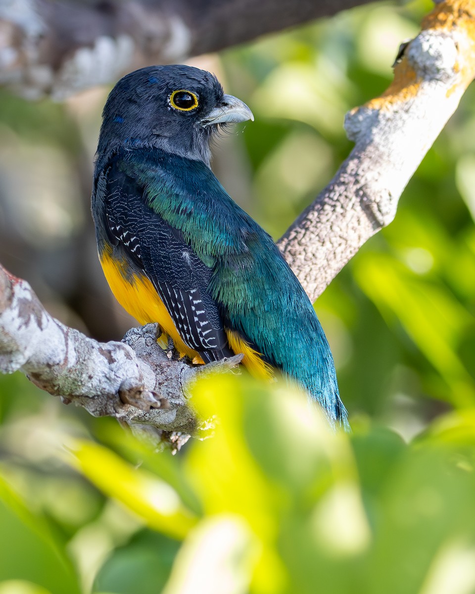 Guianan Trogon - ML633189203