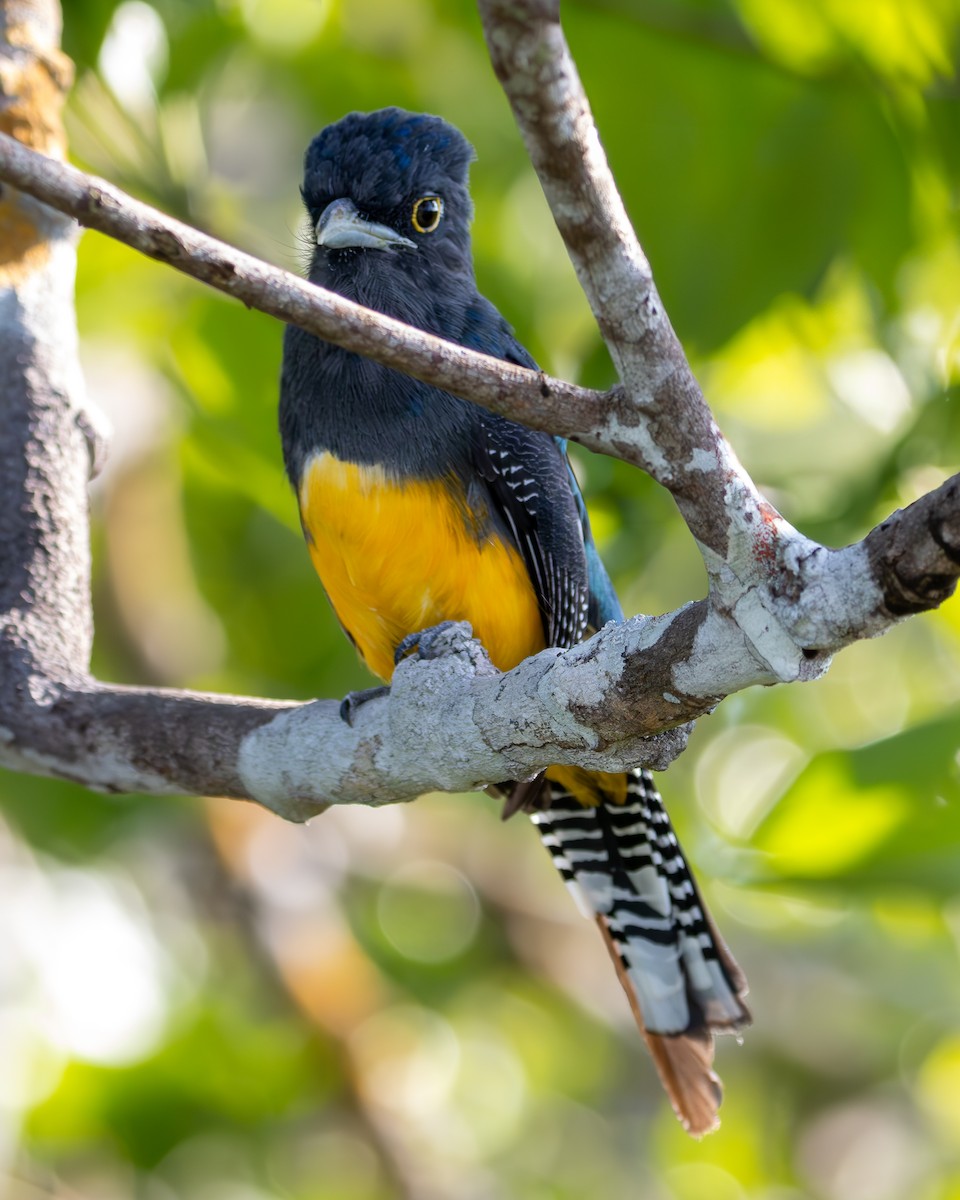 Guianan Trogon - ML633189214