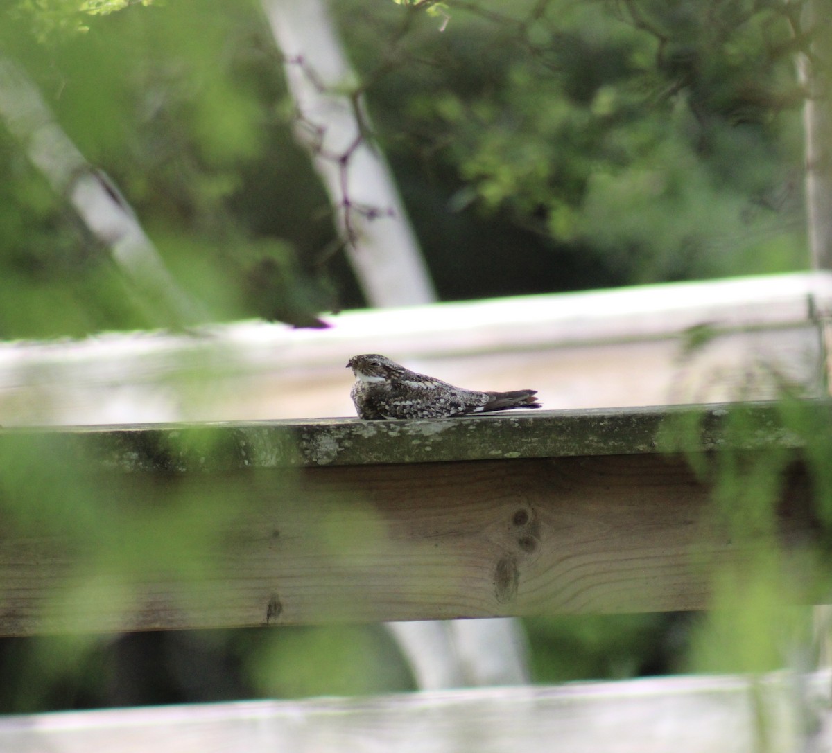 Lesser Nighthawk - ML633189229