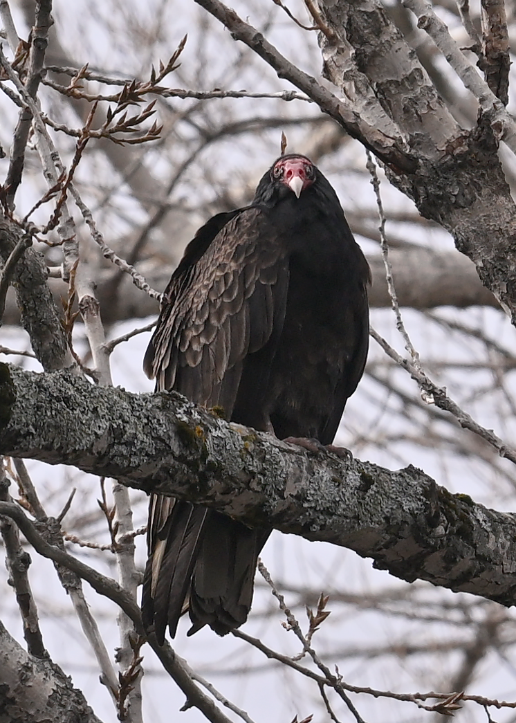 Turkey Vulture - ML633189309