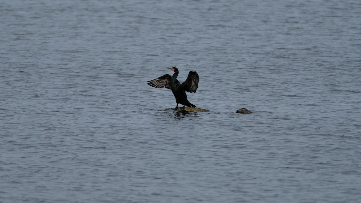 Double-crested Cormorant - ML633189626