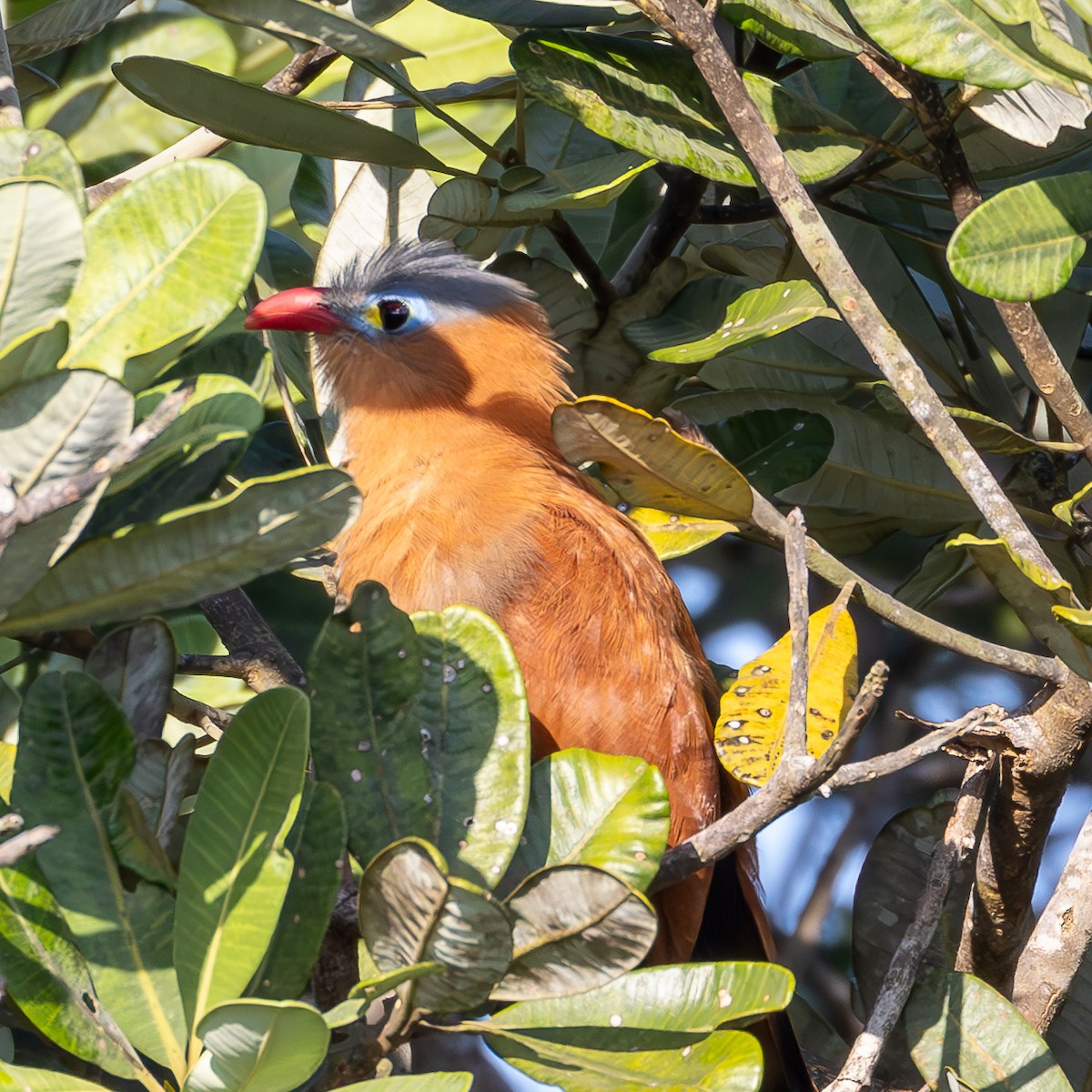Black-bellied Cuckoo - ML633189696