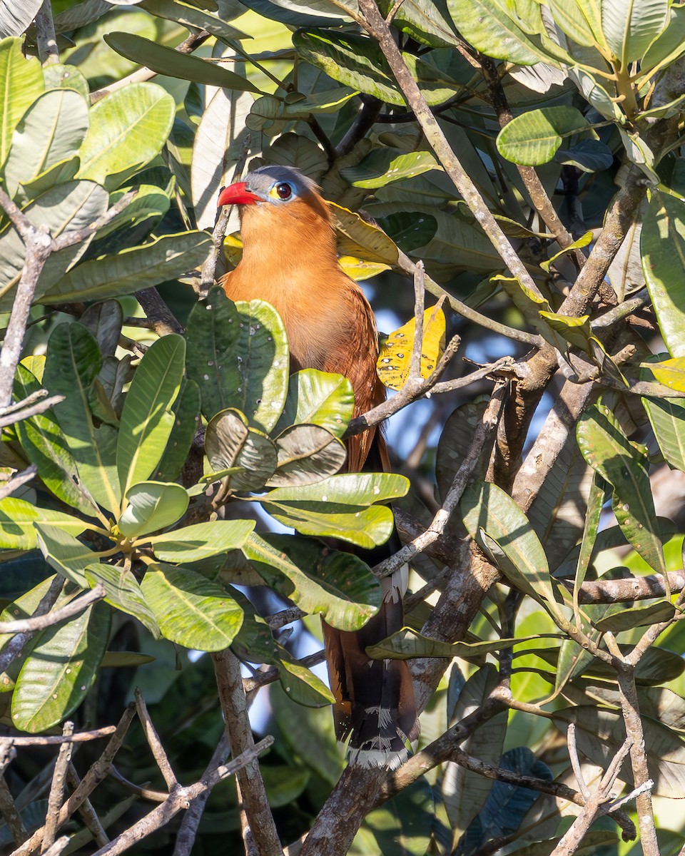 Black-bellied Cuckoo - ML633189703