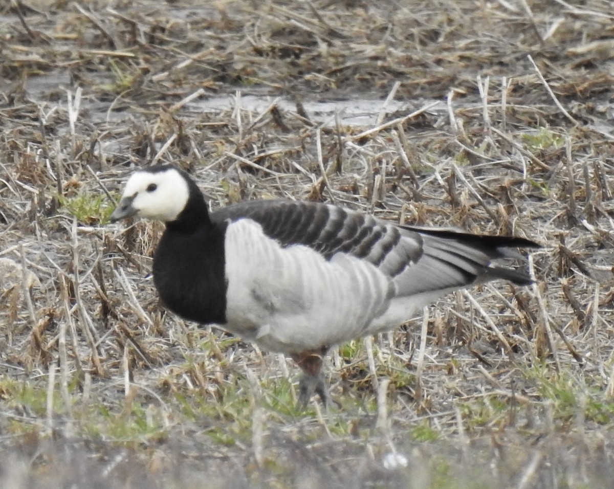Barnacle Goose - ML633189825