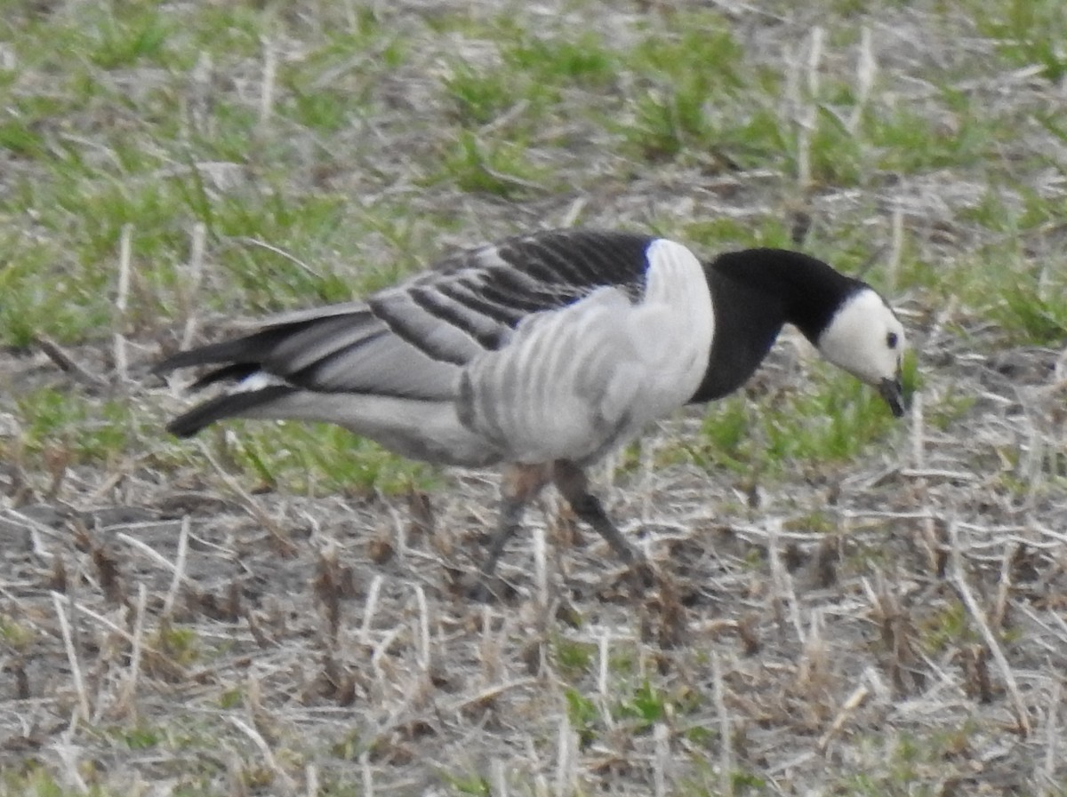 Barnacle Goose - ML633189851