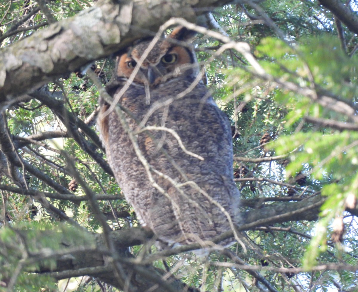 Great Horned Owl - ML633189882