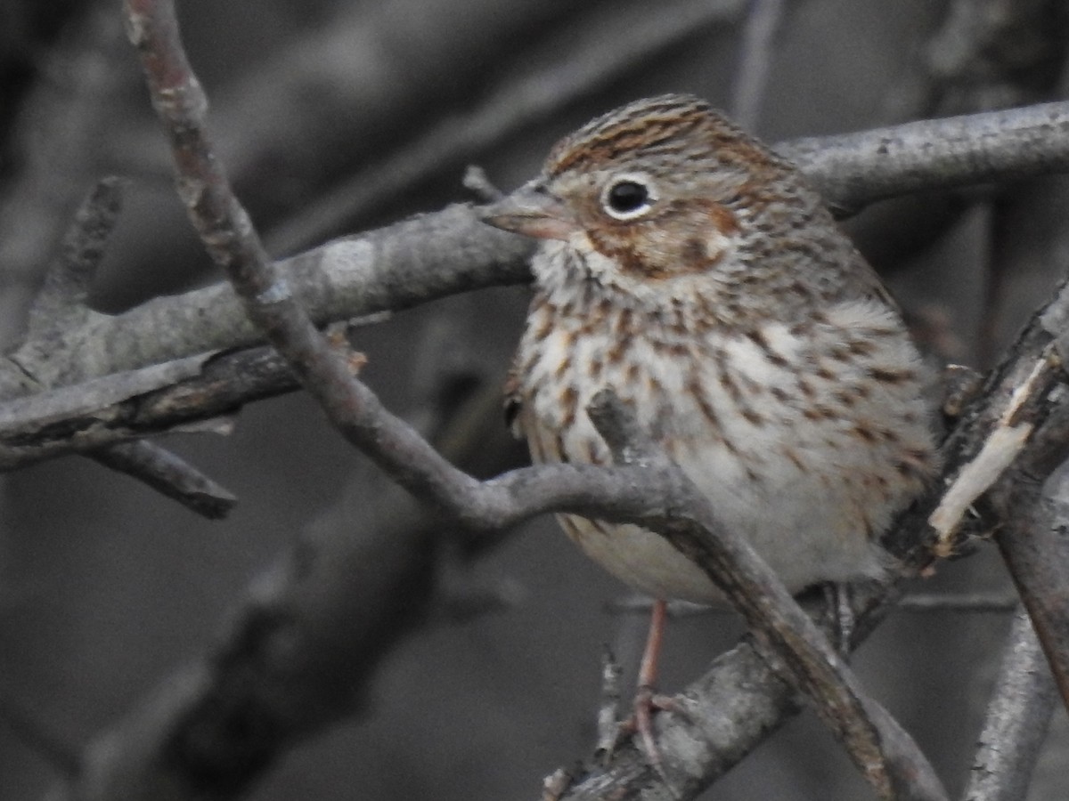 Vesper Sparrow - ML633189906