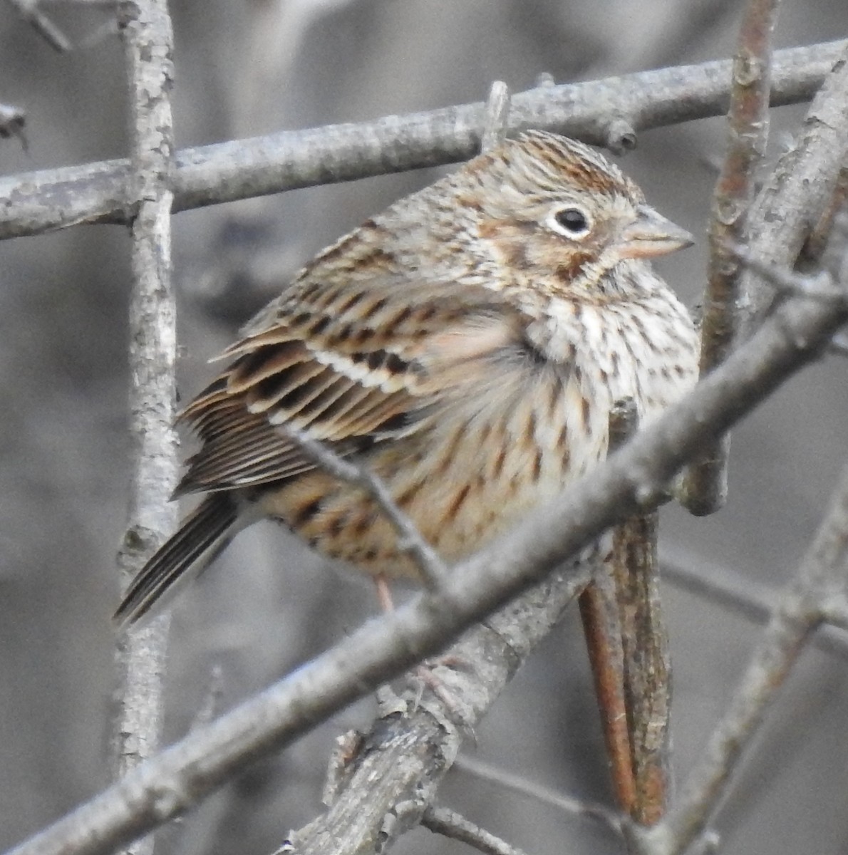Vesper Sparrow - ML633189923