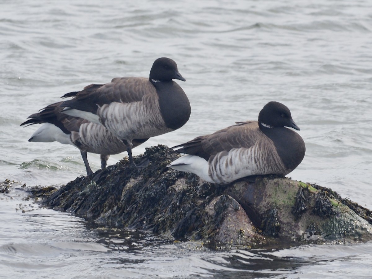 Brant - ML633189940