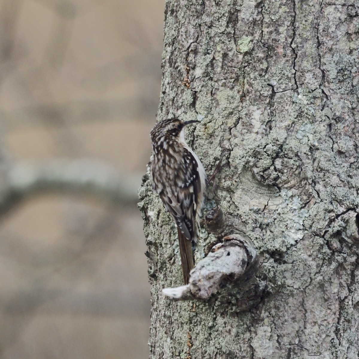 Brown Creeper - ML633189954