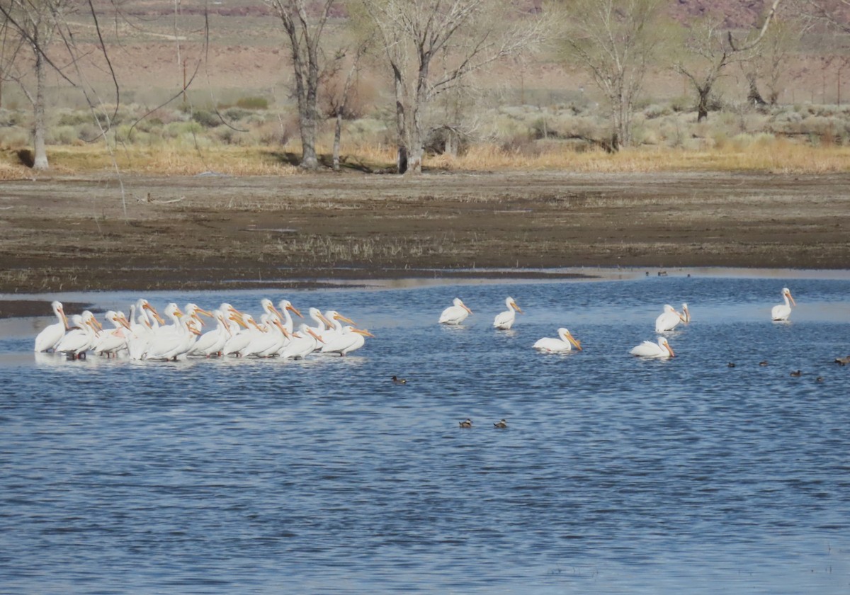 American White Pelican - ML633189993