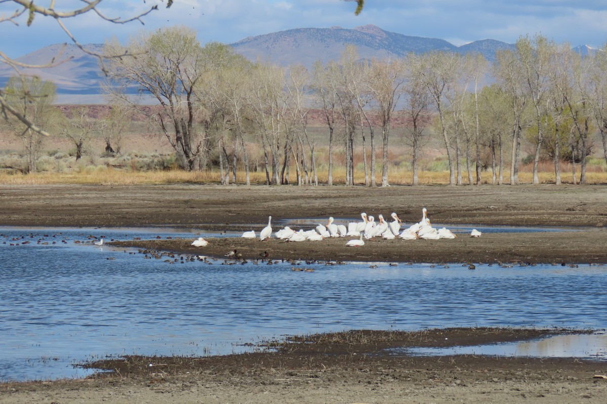 American White Pelican - ML633189995
