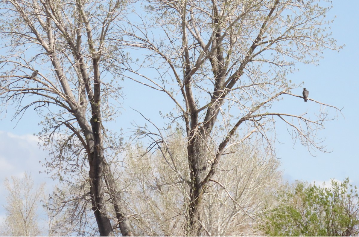 Эгэл шонхор - ML633190011