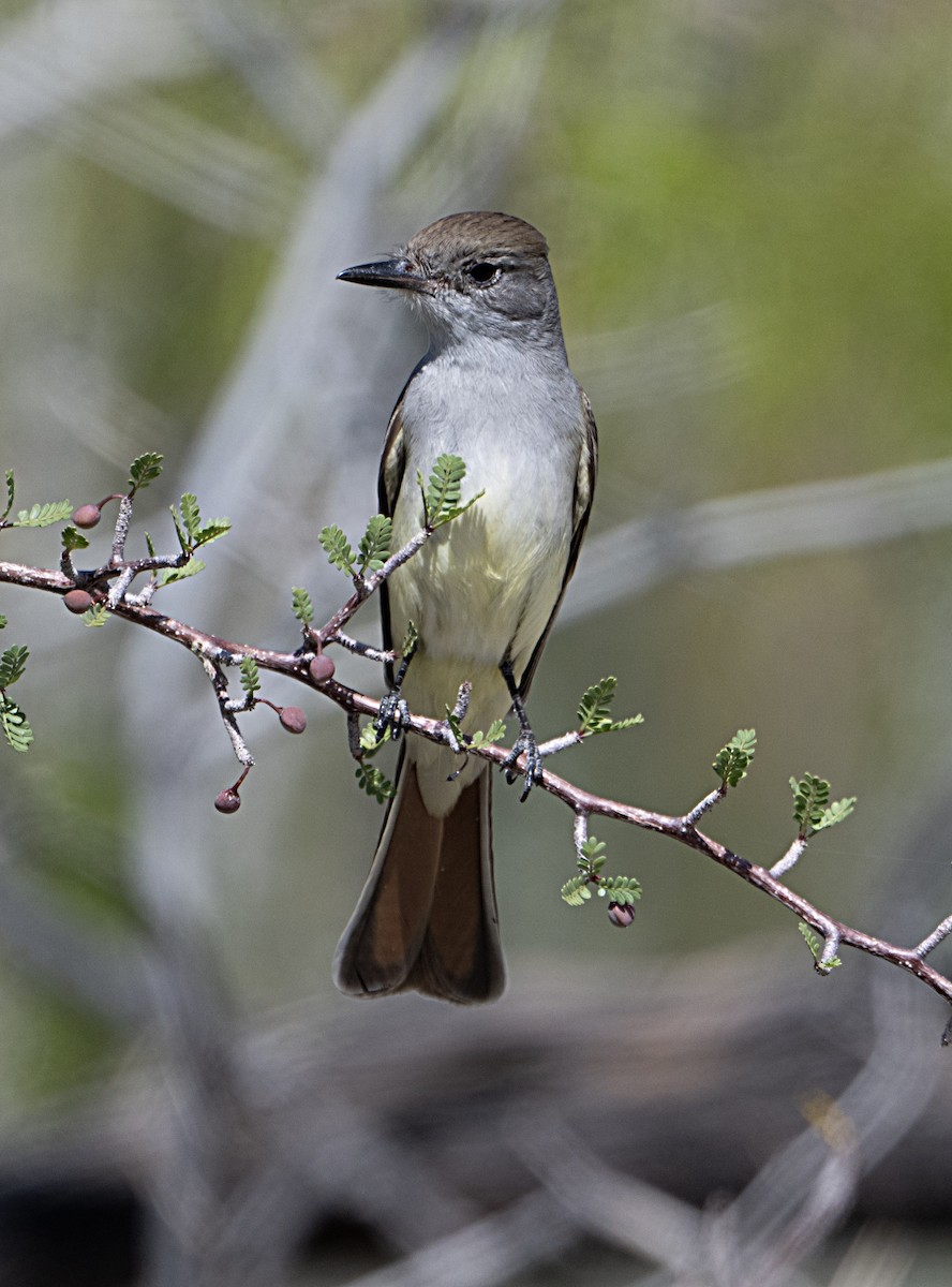 Ash-throated Flycatcher - ML633190072