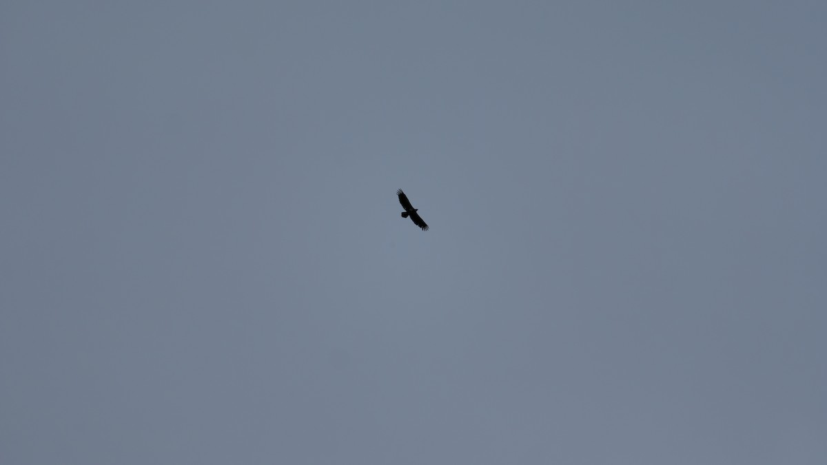 Weißkopf-Seeadler - ML633190075