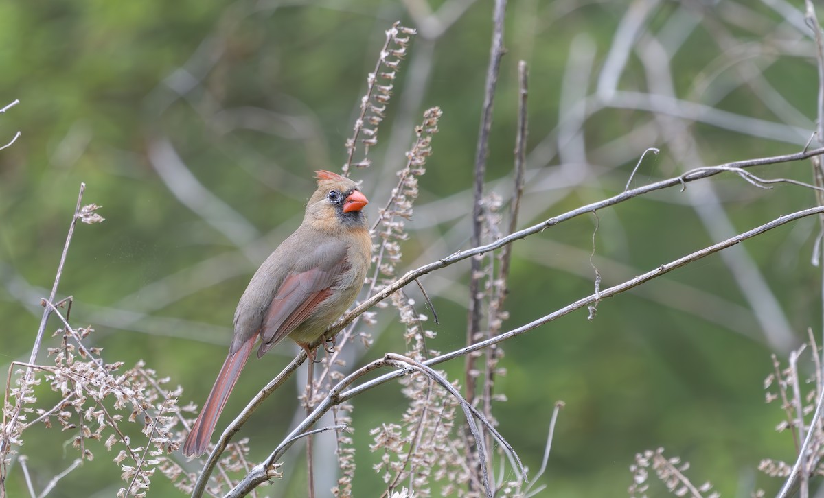 Northern Cardinal - ML633190076