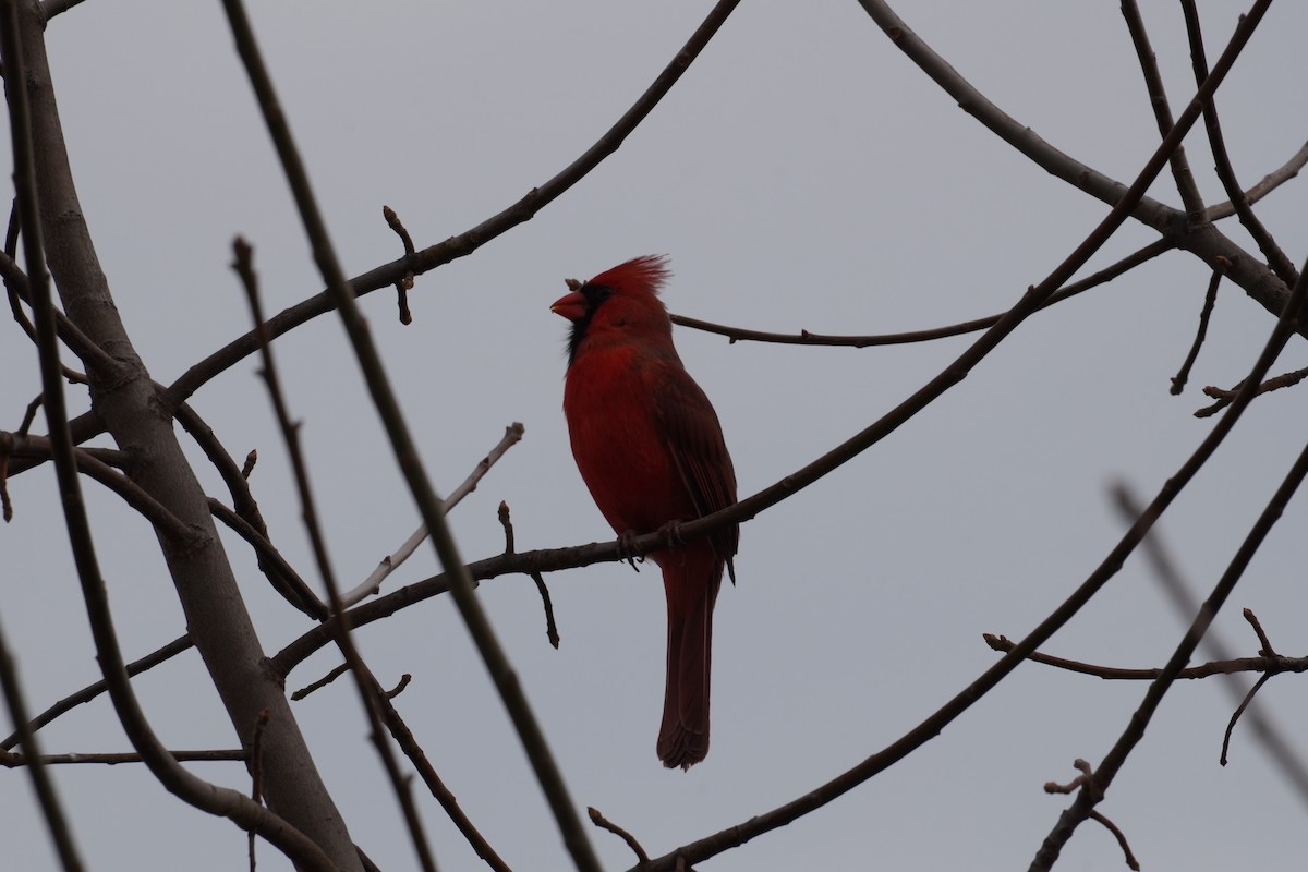 Northern Cardinal - ML633190102