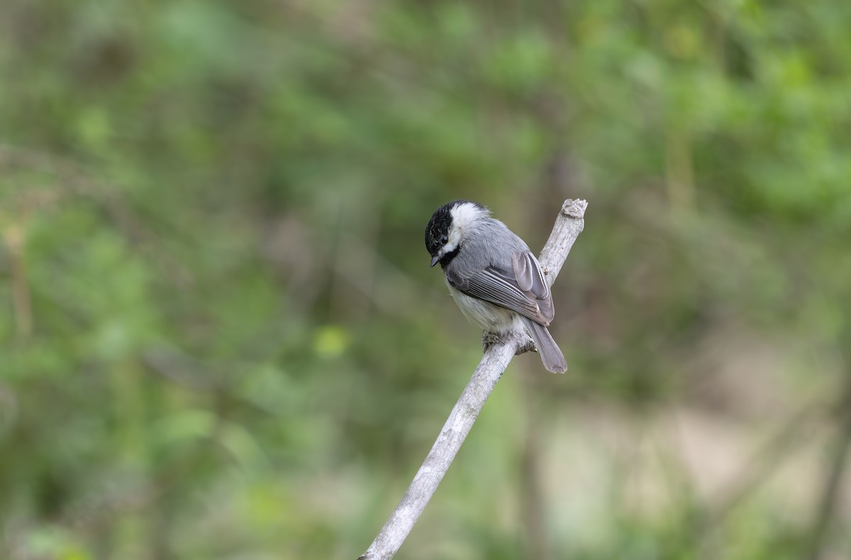 Carolina Chickadee - ML633190138