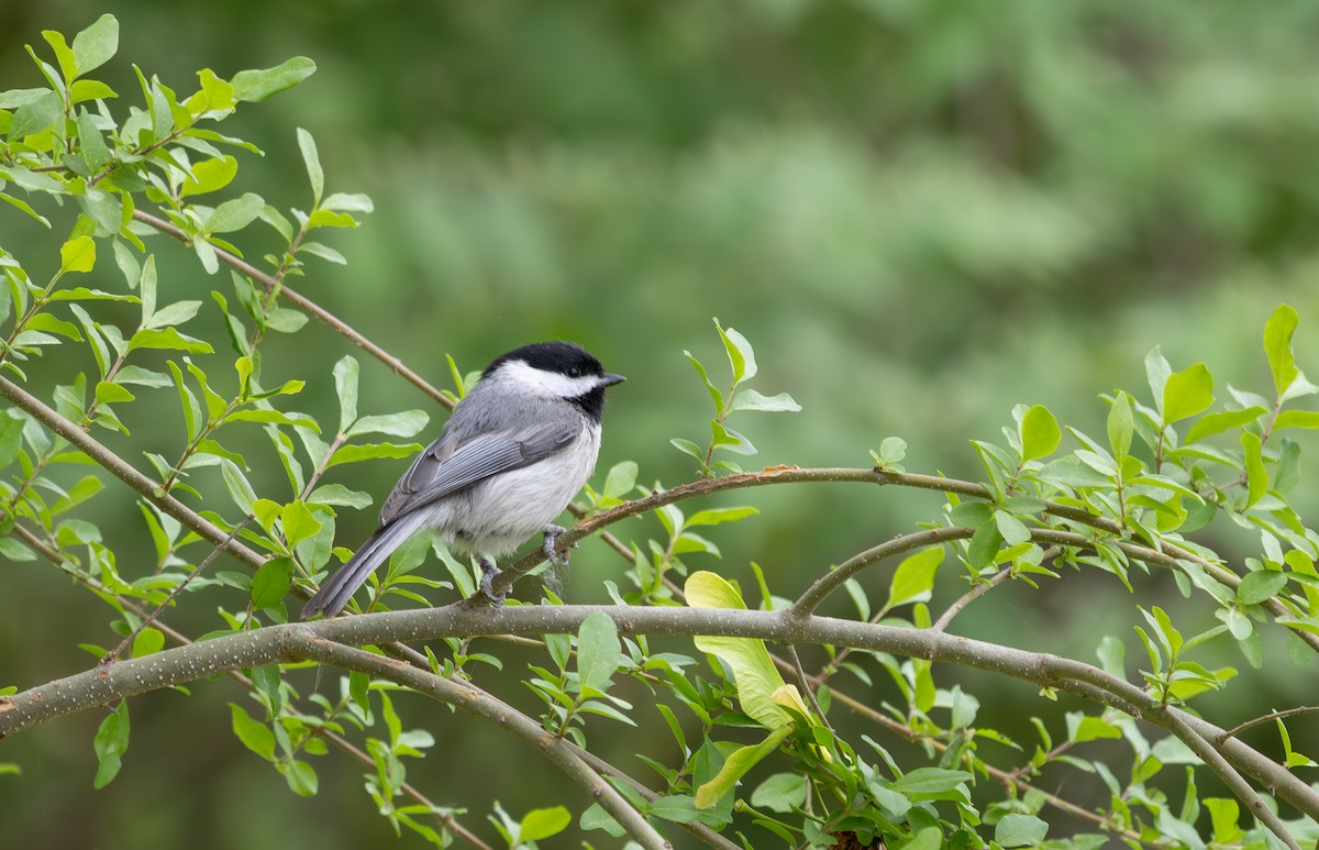 Carolina Chickadee - ML633190139