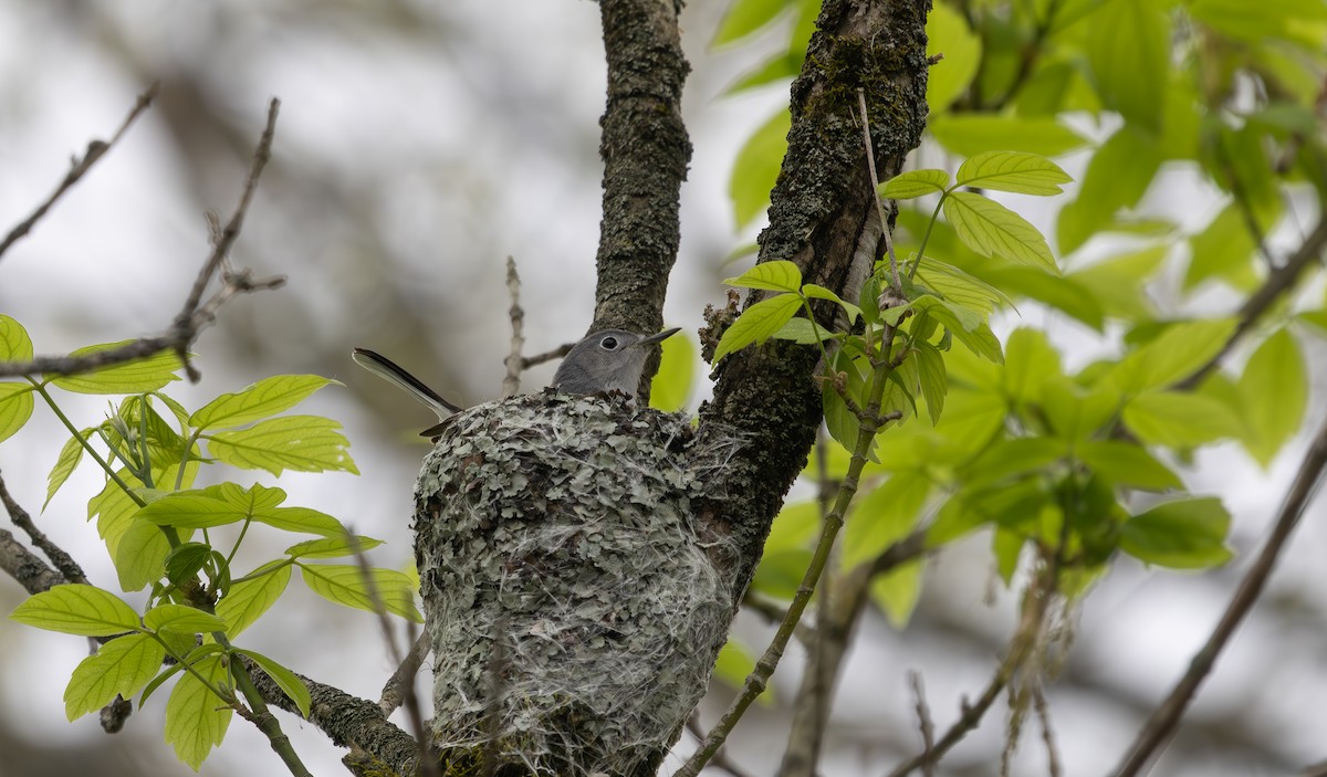 Blue-gray Gnatcatcher - ML633190152