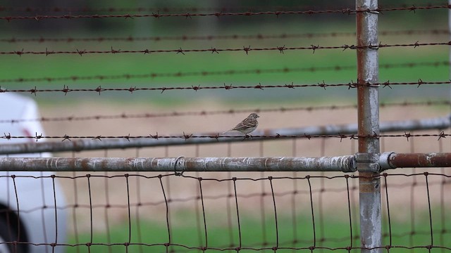 Vesper Sparrow - ML633190196