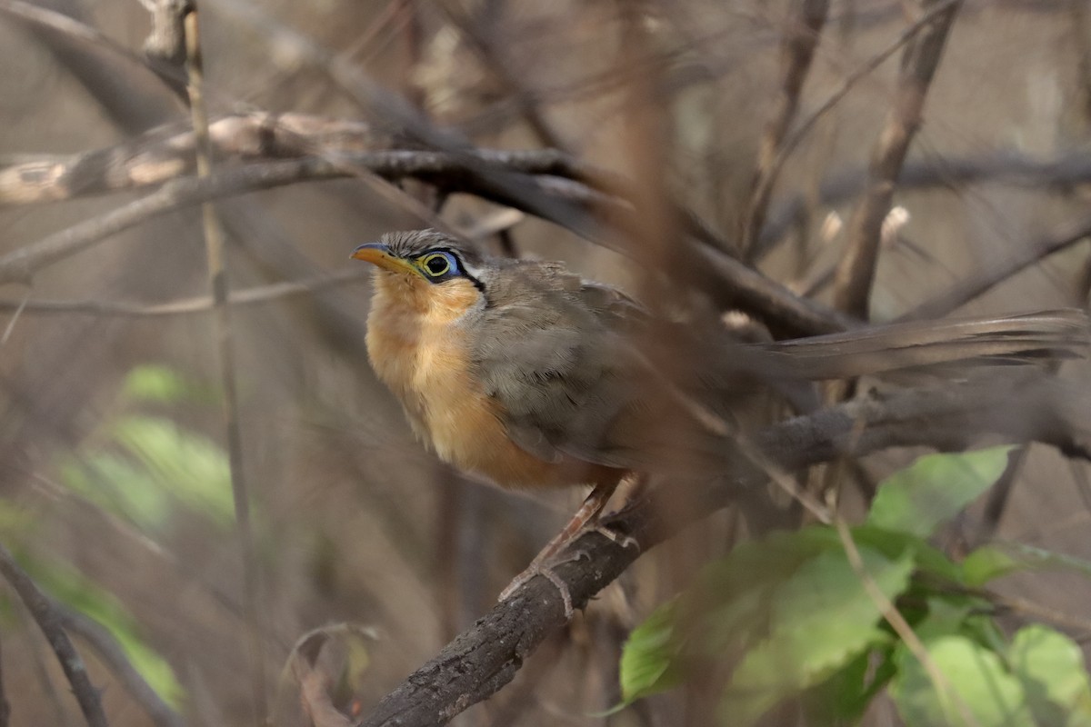 Lesser Ground-Cuckoo - ML633190237