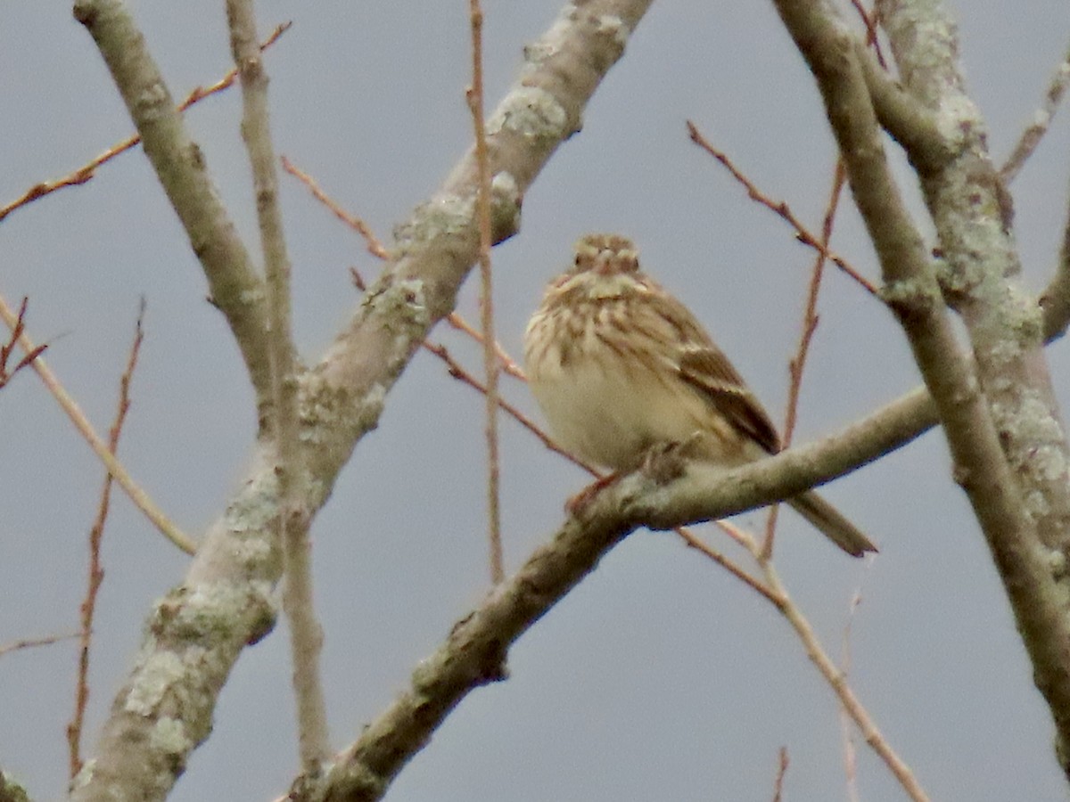 Vesper Sparrow - ML633190270