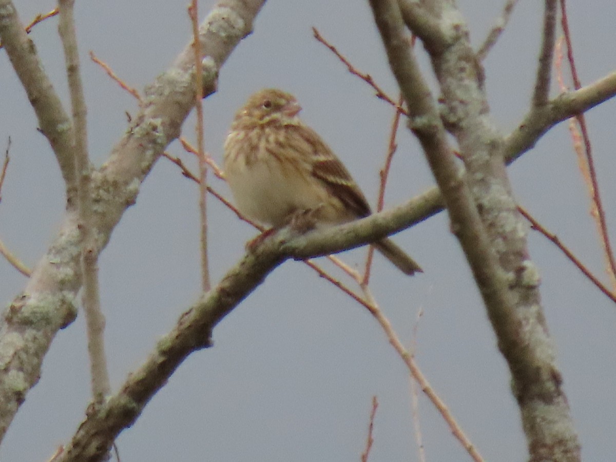 Vesper Sparrow - ML633190272