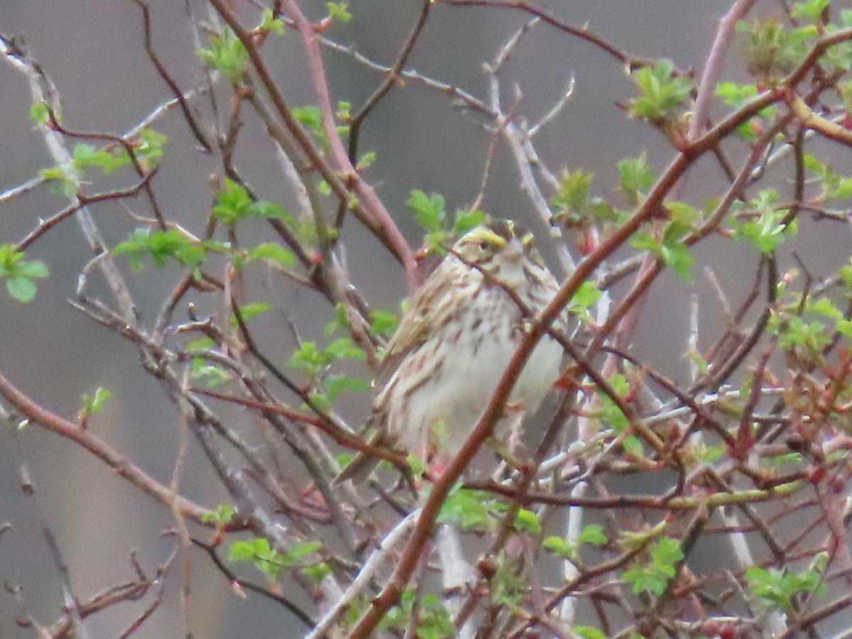 Savannah Sparrow - ML633190295