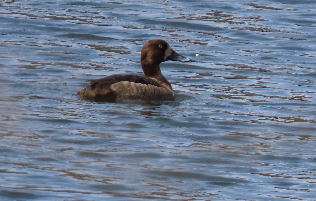 Greater Scaup - ML633190433