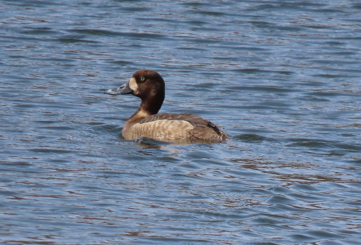 Greater Scaup - ML633190446