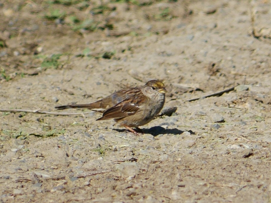 Golden-crowned Sparrow - ML633190569