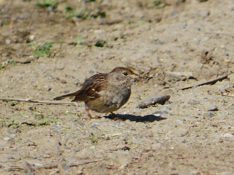 Golden-crowned Sparrow - ML633190570