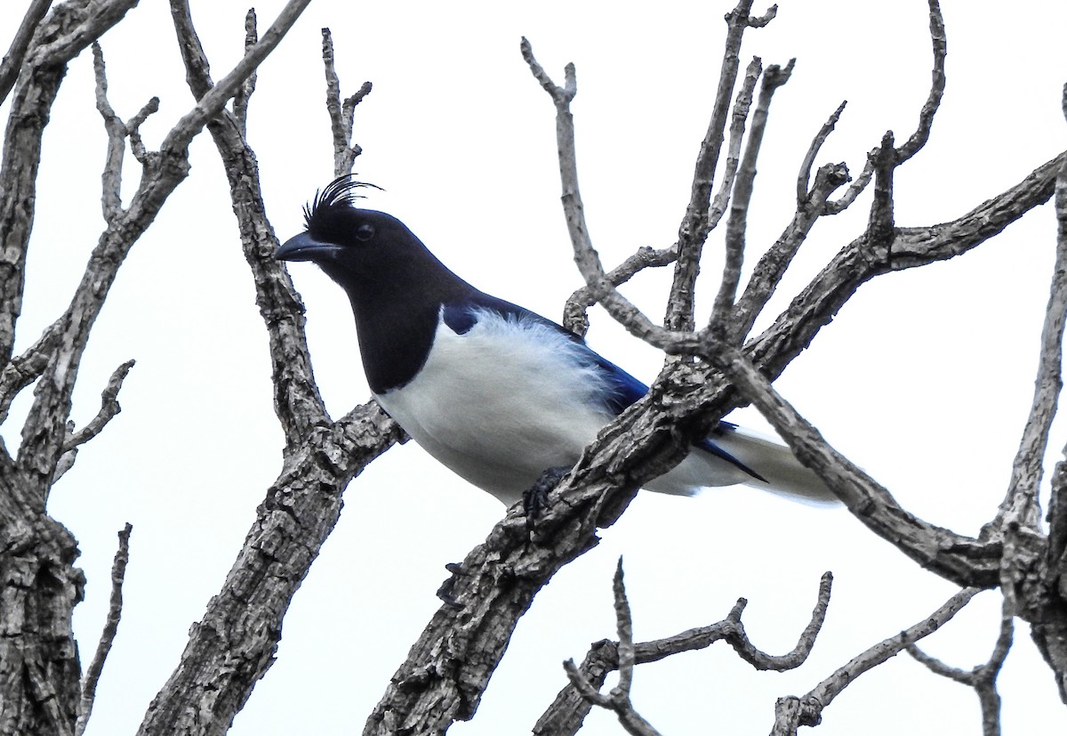 Curl-crested Jay - ML633190768