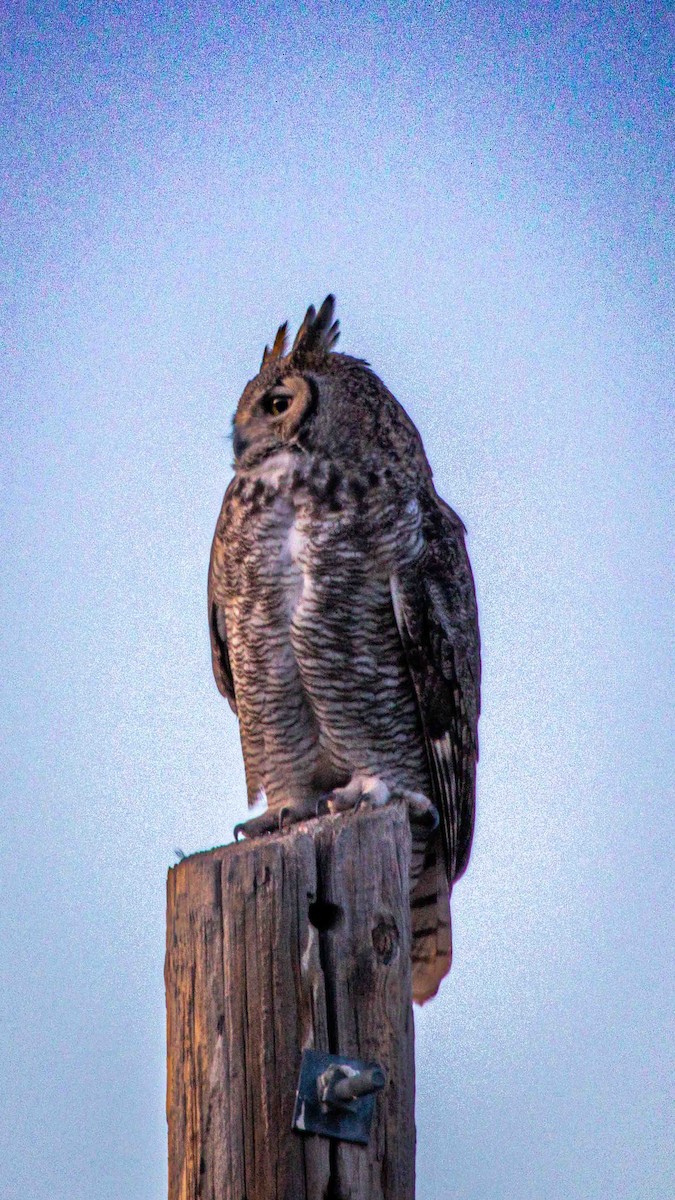 Great Horned Owl - ML633190771