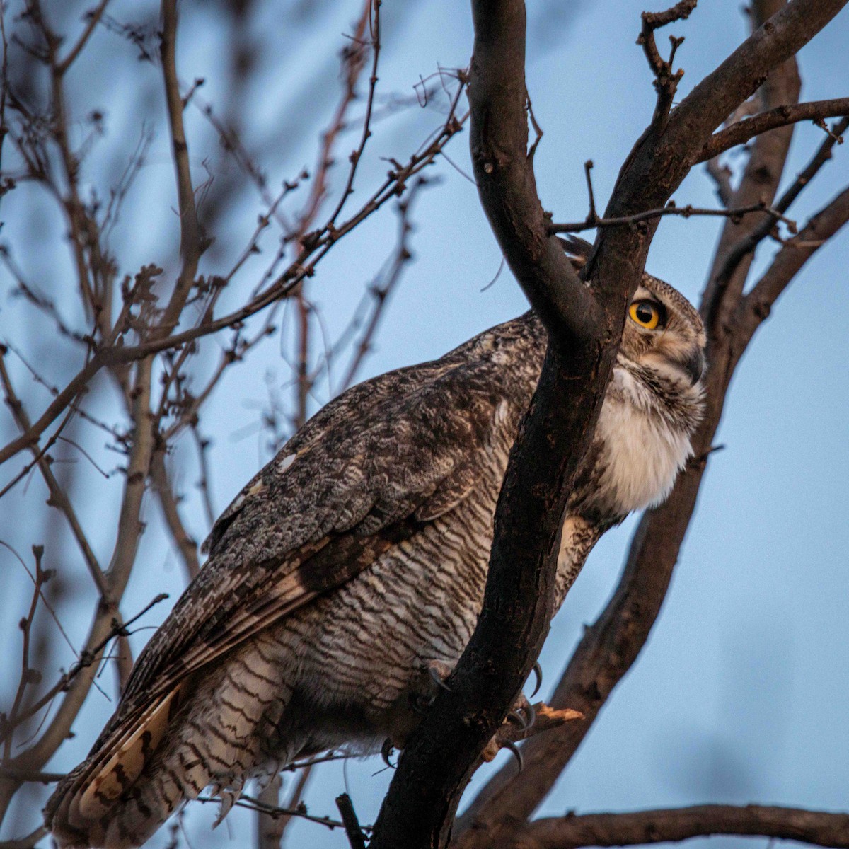 Great Horned Owl - ML633190772