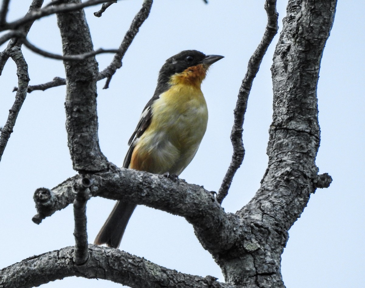 White-rumped Tanager - ML633190779