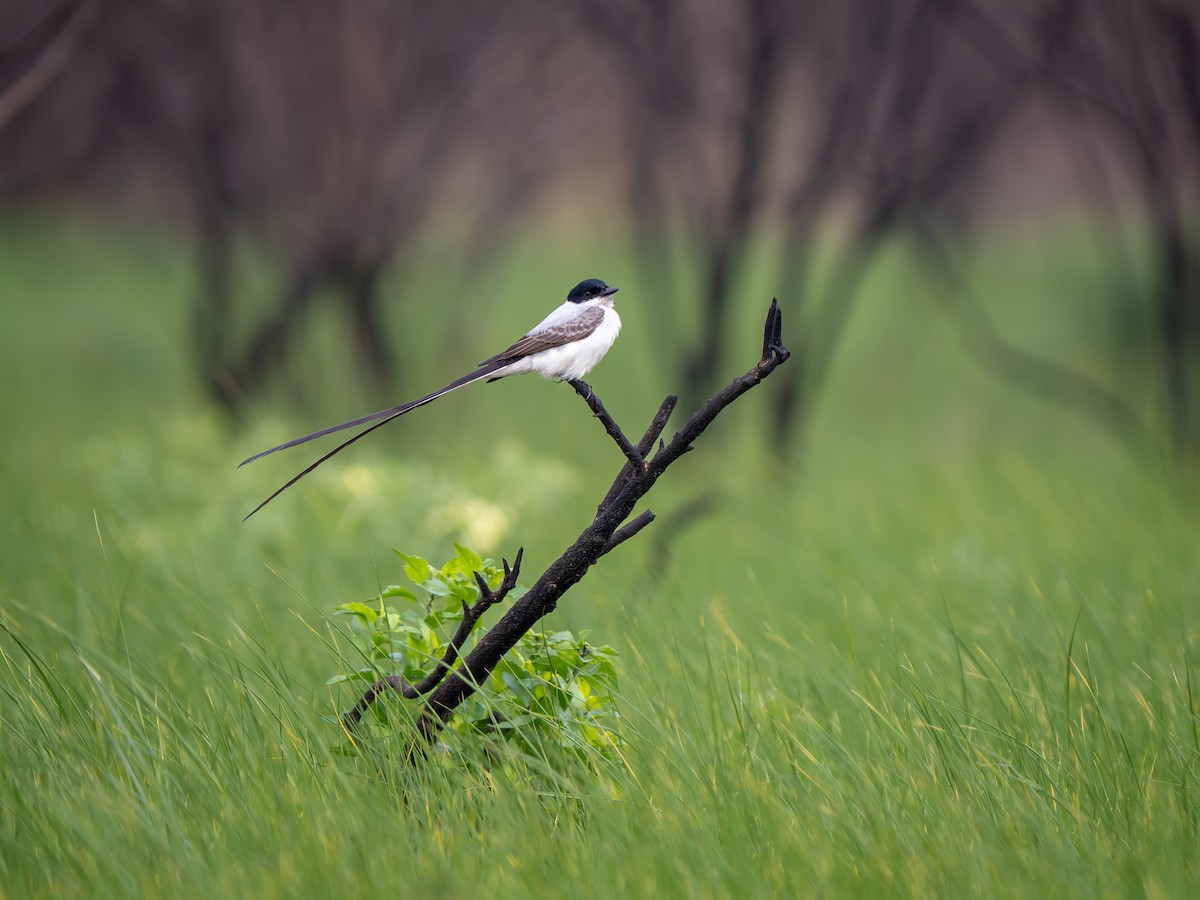 Fork-tailed Flycatcher - ML633190836