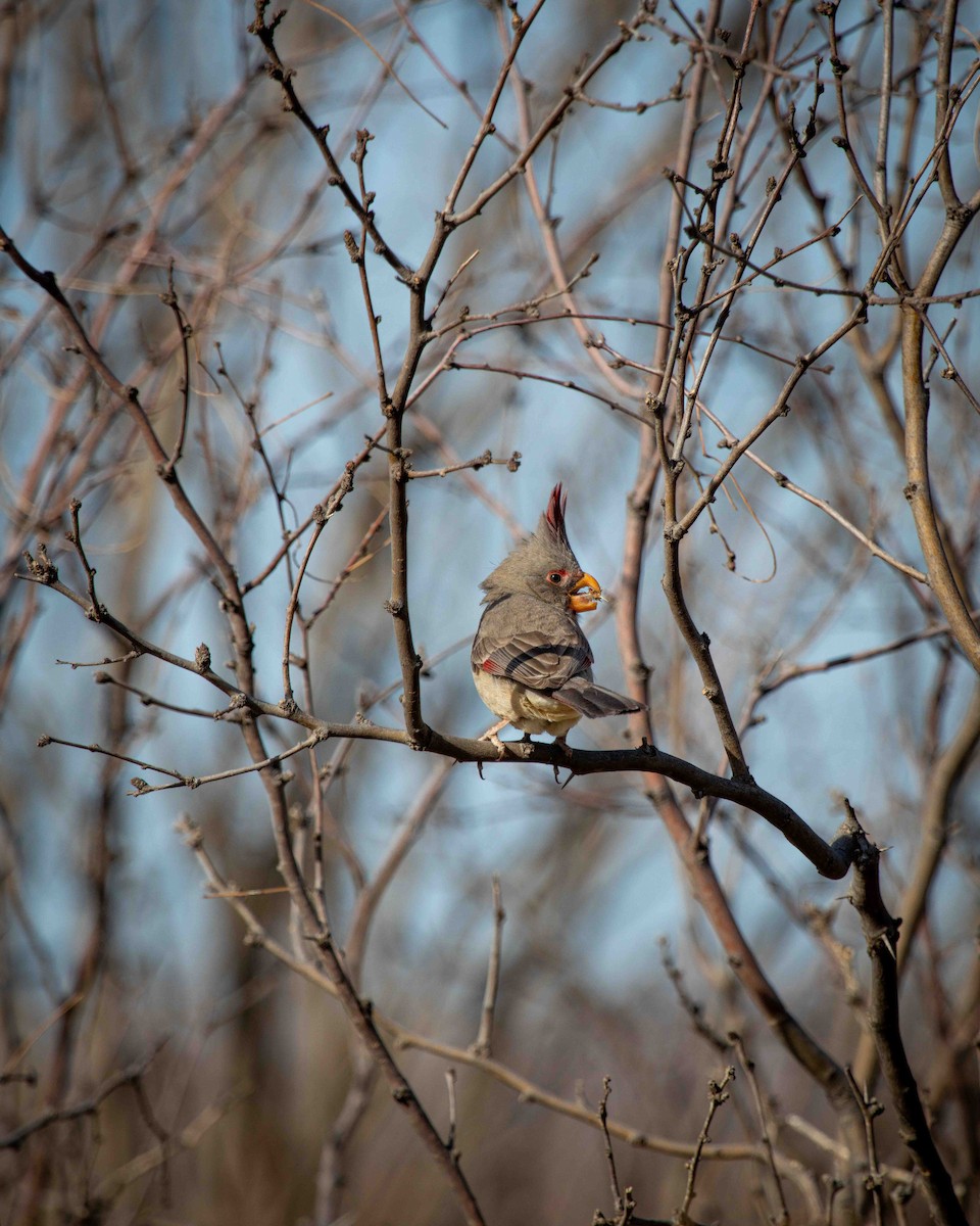 Pyrrhuloxia - ML633190848