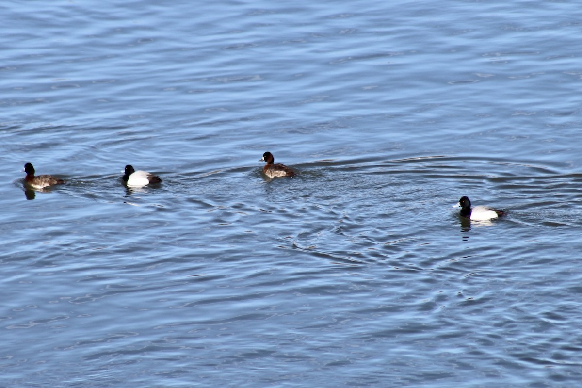 Lesser Scaup - ML633190860