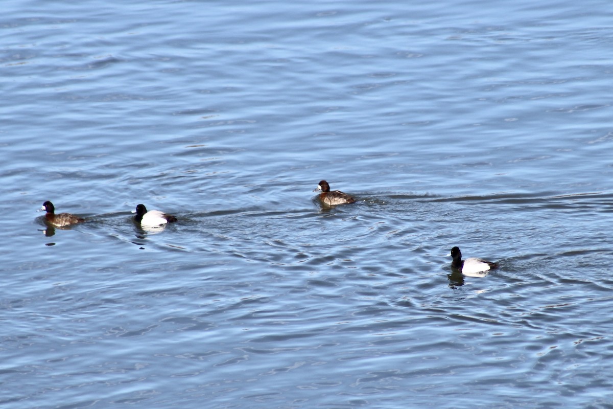 Lesser Scaup - ML633190861