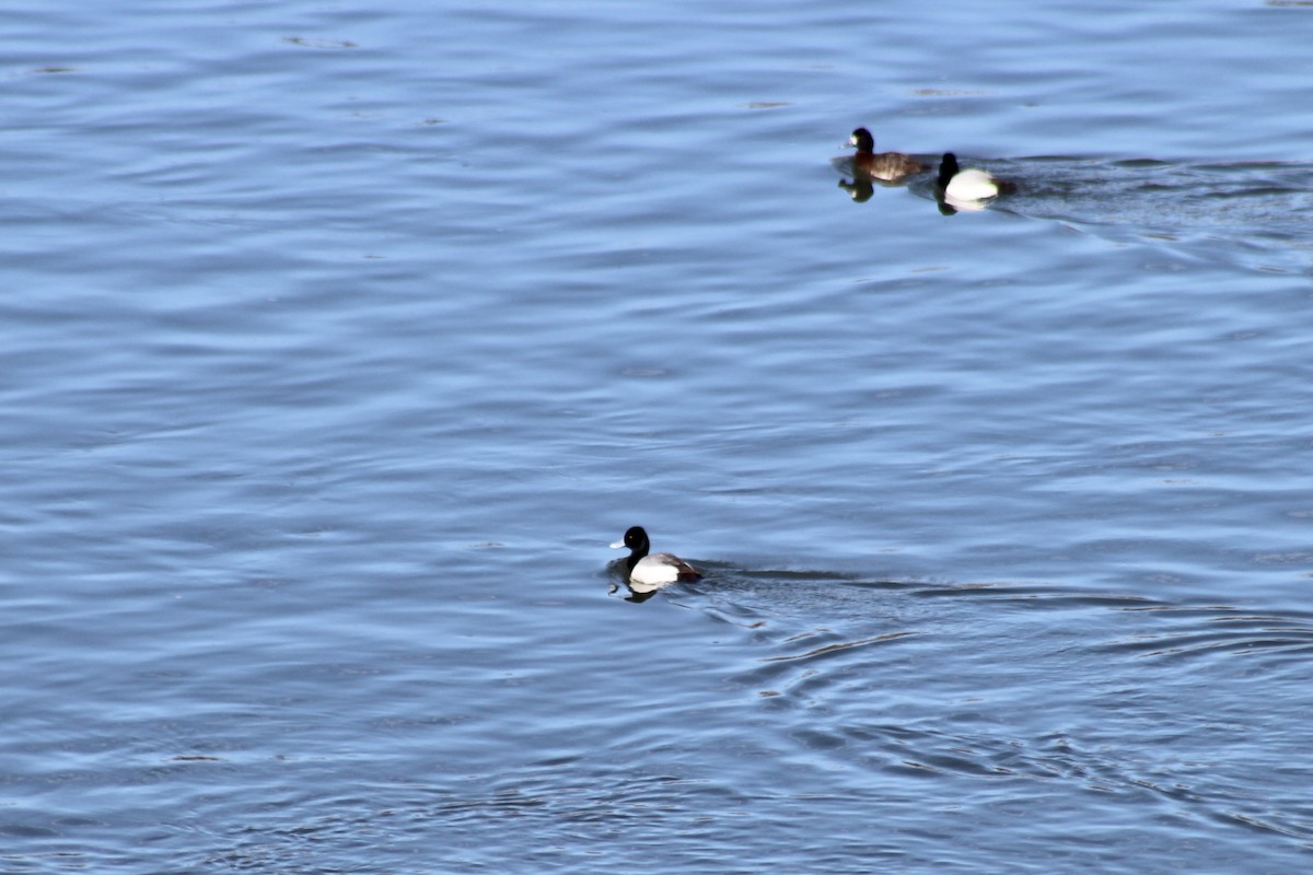 Lesser Scaup - ML633190862