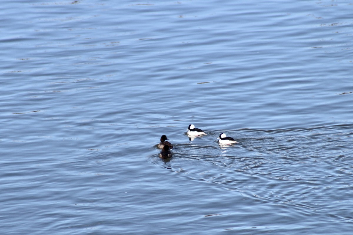 Bufflehead - ML633190875