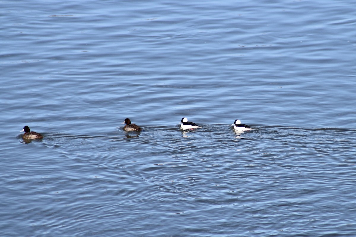 Bufflehead - ML633190876