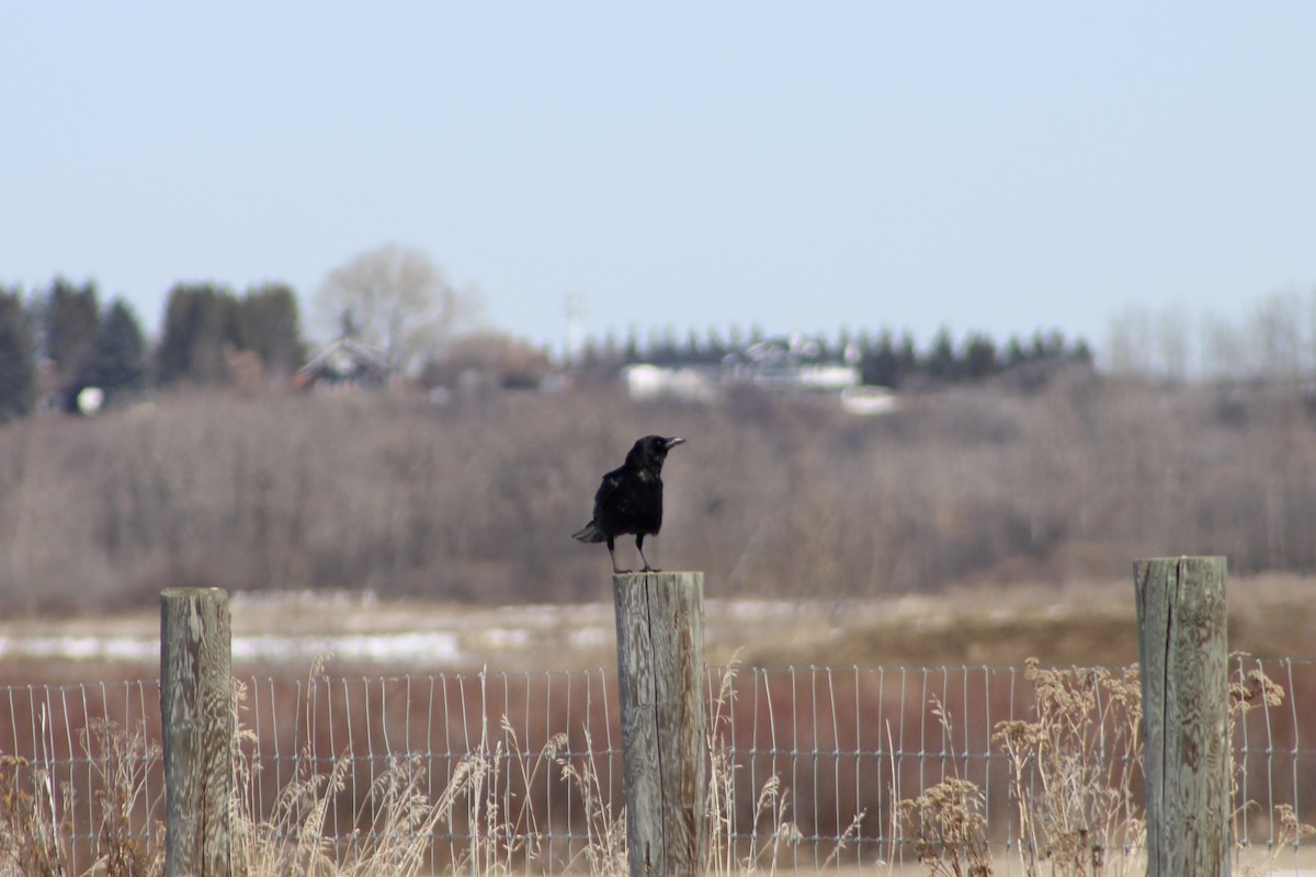 American Crow - ML633190885