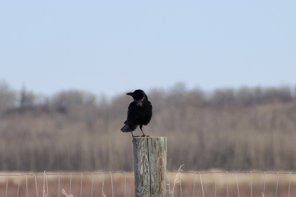 American Crow - ML633190886