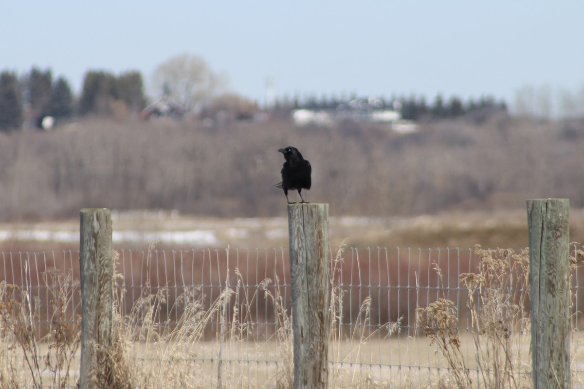 American Crow - ML633190887