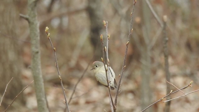 Ruby-crowned Kinglet - ML633190943