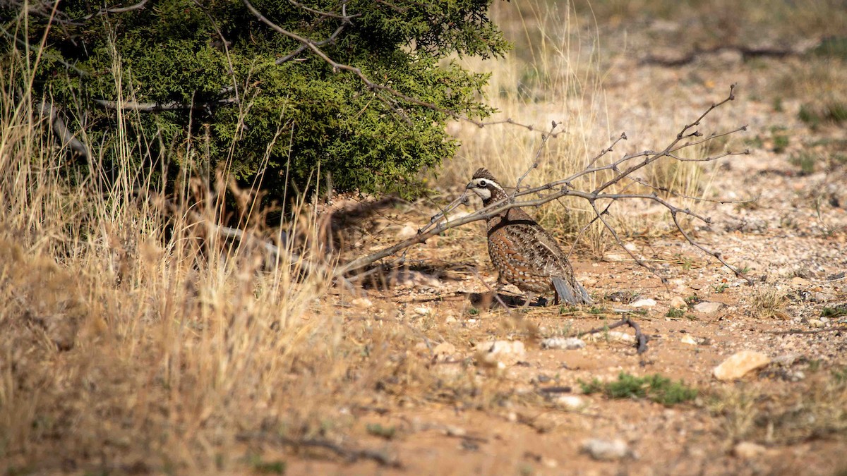 Northern Bobwhite - ML633190959
